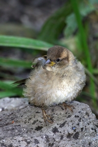 House Sparrow