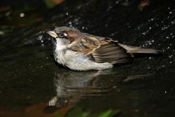 House Sparrow