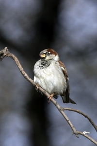 House Sparrow