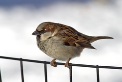 House Sparrow
