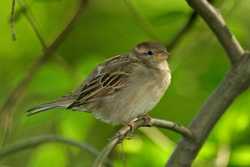 House Sparrow