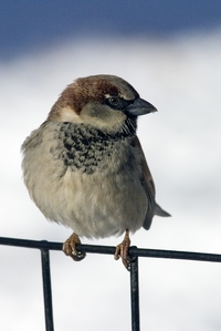 House Sparrow