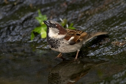 House Sparrow