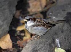 House Sparrow
