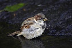 House Sparrow