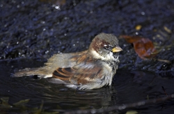 House Sparrow