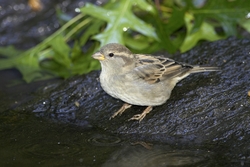 House Sparrow
