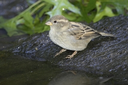 House Sparrow