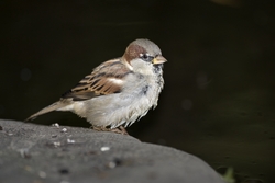 House Sparrow