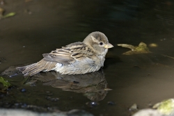 House Sparrow