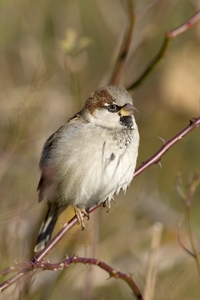 House Sparrow