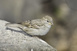 House Sparrow