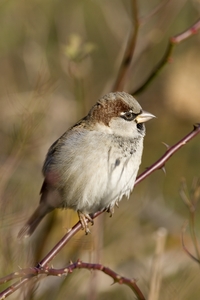 House Sparrow