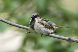 House Sparrow
