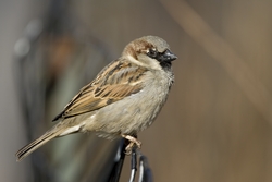 House Sparrow