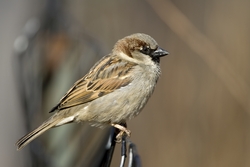 House Sparrow