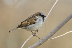 House Sparrow