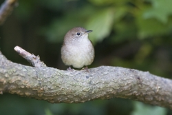 House Wren