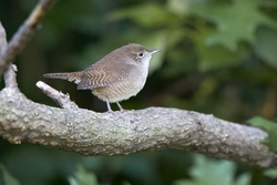 House Wren