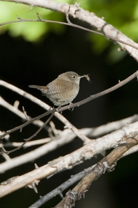 House Wren