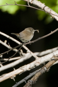 House Wren
