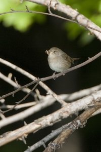 House Wren