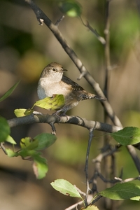 House Wren