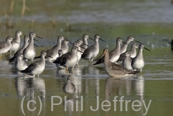 Hudsonian Godwit