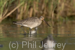 Hudsonian Godwit