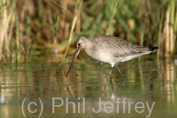 Hudsonian Godwit