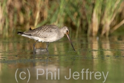 Hudsonian Godwit