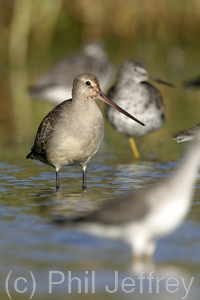 Hudsonian Godwit