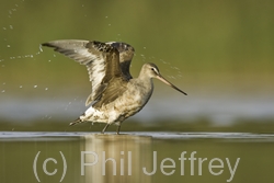 Hudsonian Godwit