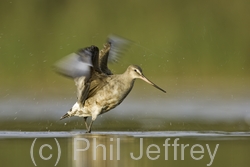 Hudsonian Godwit