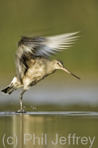 Hudsonian Godwit