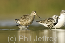 Hudsonian Godwit