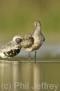 Hudsonian Godwit