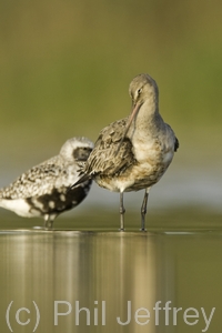 Hudsonian Godwit