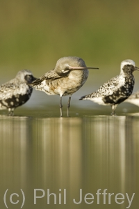 Hudsonian Godwit