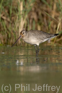 Hudsonian Godwit