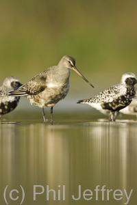 Hudsonian Godwit