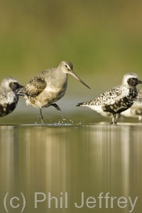 Hudsonian Godwit