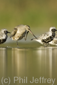 Hudsonian Godwit