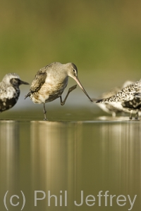 Hudsonian Godwit