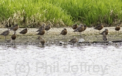 Hudsonian Godwit