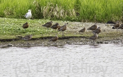 Hudsonian Godwit