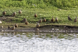 Hudsonian Godwit