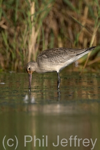 Hudsonian Godwit