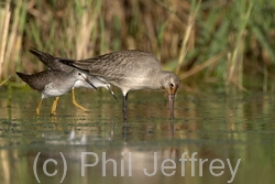 Hudsonian Godwit