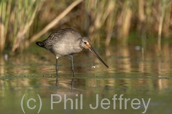 Hudsonian Godwit